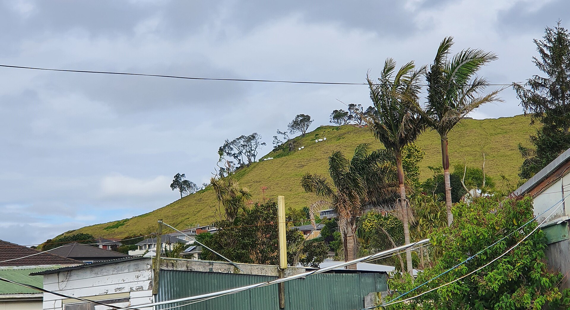 The grassy volcanic cone of Māngere Mountain rising above suburban rooftops and palm trees near Auckland Airport