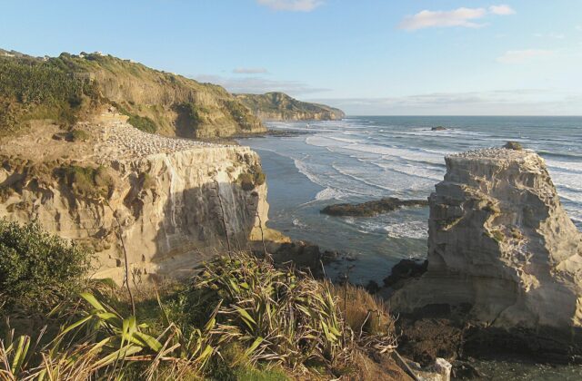 The Australasian gannet colony on the cliffs at Otakamiro Point above Muriwai Beach