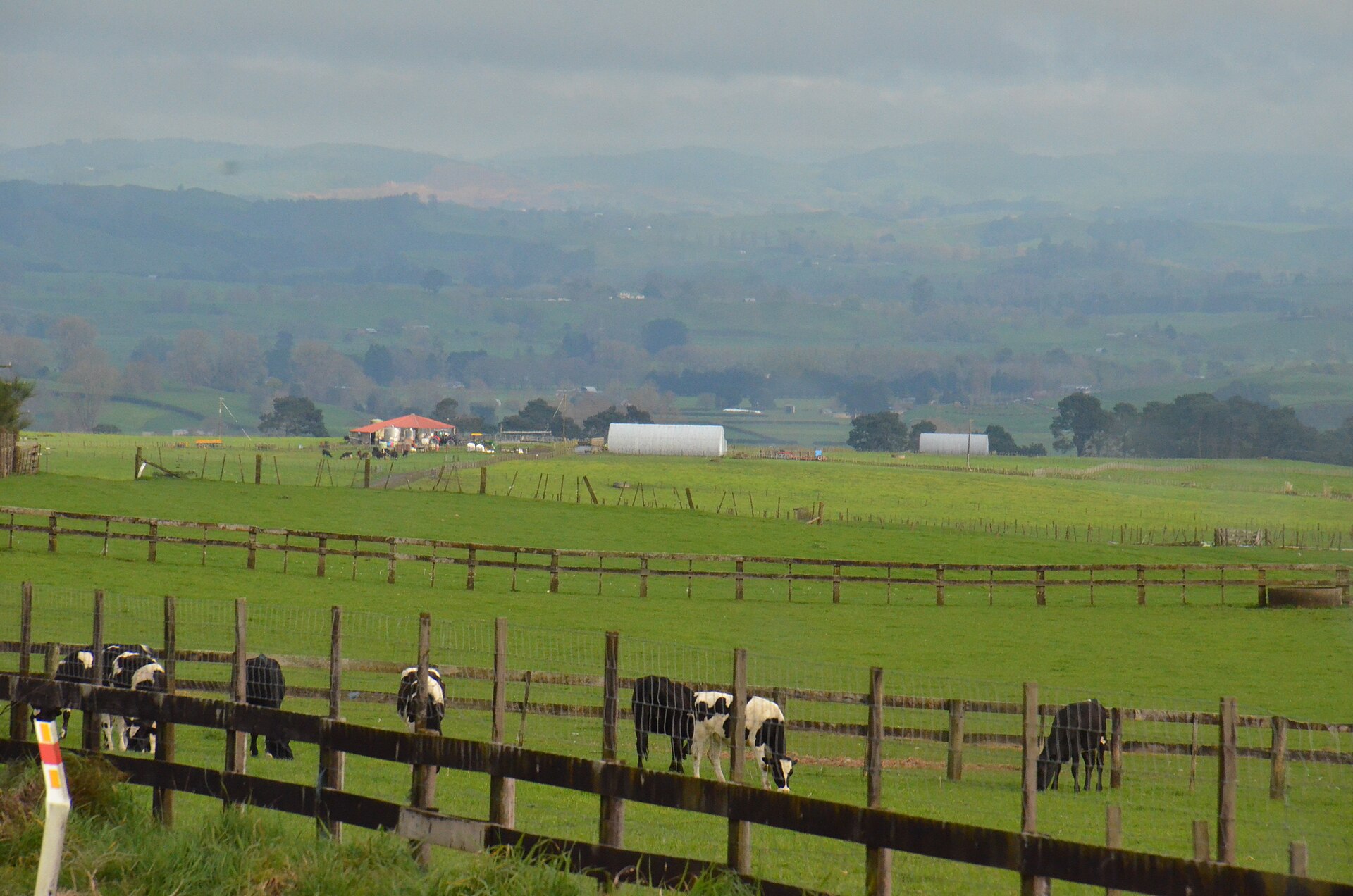 Black-and-white dairy cows grazing in green paddocks behind a wooden fence, with farmland stretching to distant hills