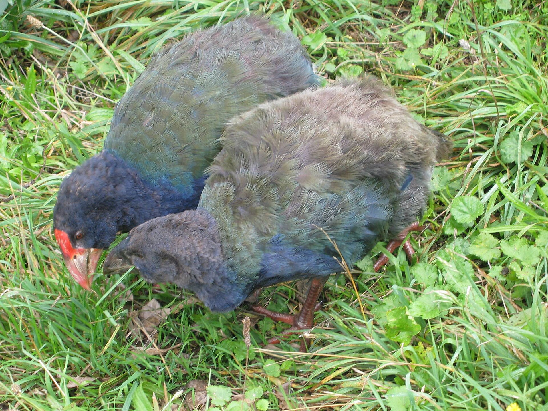 An adult takahe and its chick feeding in grass, showing the bird's blue-green plumage and red bill